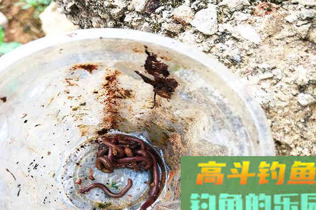 蚯蚓钓鱼，别人爆护你“白板”！学会通杀型挂法