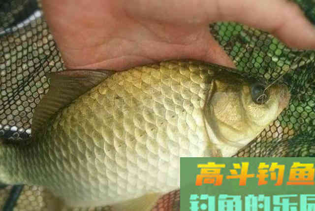 窝内诱来的鲫鱼不够多，庆幸我有这2种特效窝料