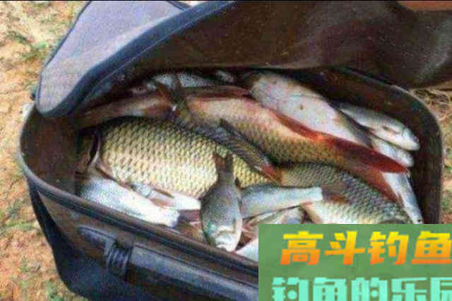 天热后，我就只想用这百试不爽的鲤鱼饵