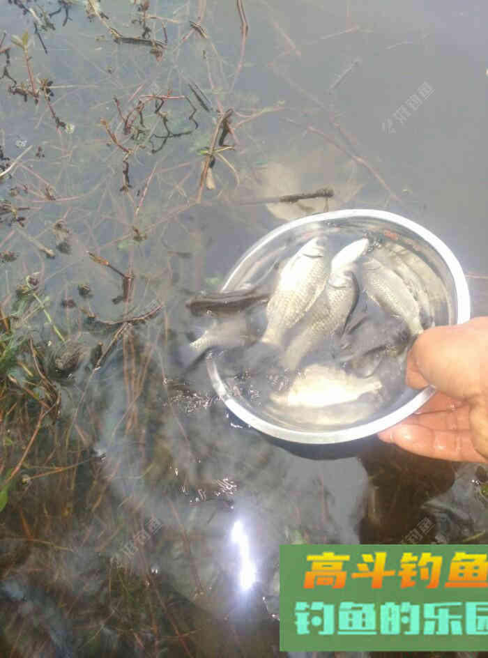 [春季放流]江湖猎人饵料，果然名不虚传