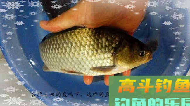 商品饵料搭配钓废塘大丰收鲮鱼