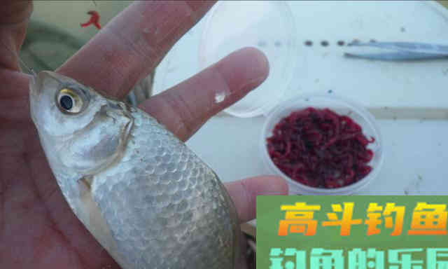 钓鱼用饵，用法恰到好处，才能充分发挥饵料的效果
