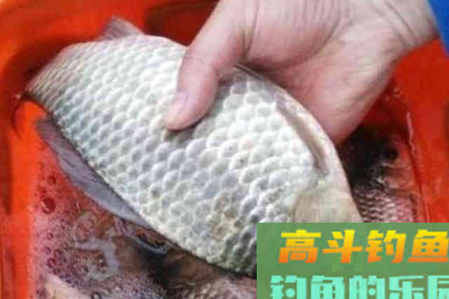 大板鲫最爱吃的饵料，制作简单又省钱