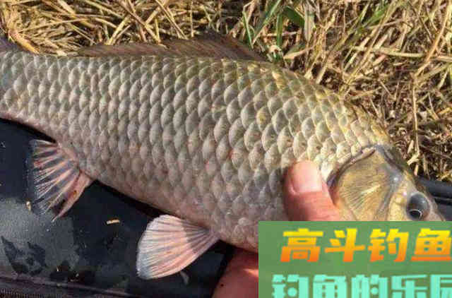 夏天唯独这鲫鱼饵才霸气，一般小药还真比不上