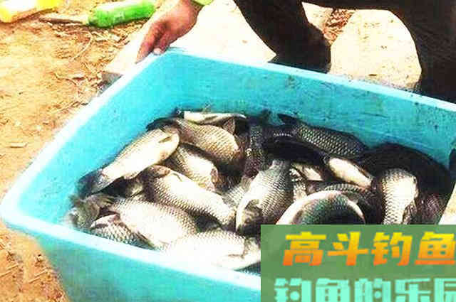 钓鱼打窝，每次我都用这一招