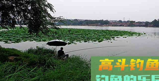 同样都是钓鱼，为何专业钓鱼人，不如三农钓鱼人渔获多