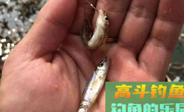 买来的玉米不要直接用，简单加工一下效果更出众