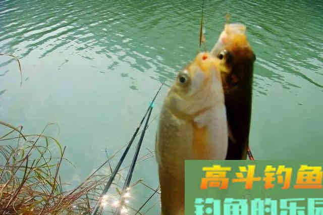 鱼钩小和空杆率关系不大？老钓友用实际经历打脸