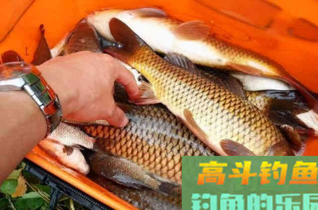 大鲤鱼再狡猾，用我这饵也能一钓过瘾