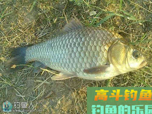 龙王恨台钓鲤鱼的饵料配方大全