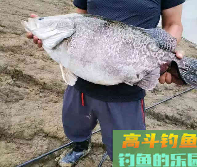 秋季野钓神饵盘点，有些钓点就能找到