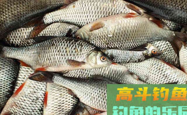 钓鱼时鱼竿上出现这现象，就说明鱼口要停