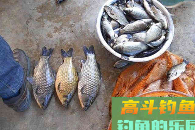 水底泥巴太厚，有鱼却不见吃口？老钓手果断出招
