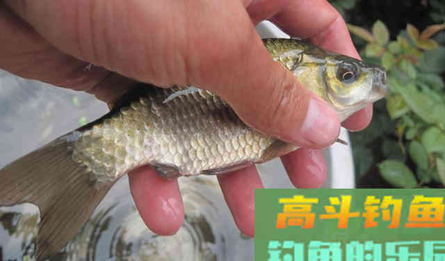 钓不到鱼，或许不是你的饵料、钓技不行