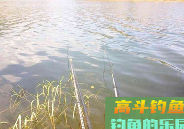 100块钓鱼小药和10块自制小药谁更强