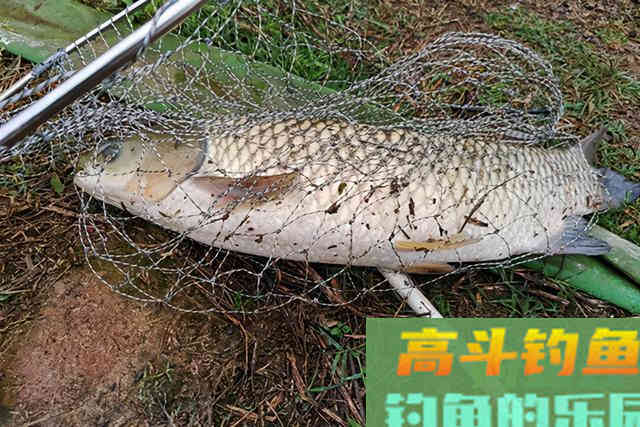 会钓鱼的一根杆，不会钓鱼的杂货铺