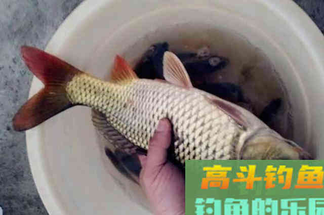 鲤鱼再狡猾，一见这饵就得狂咬