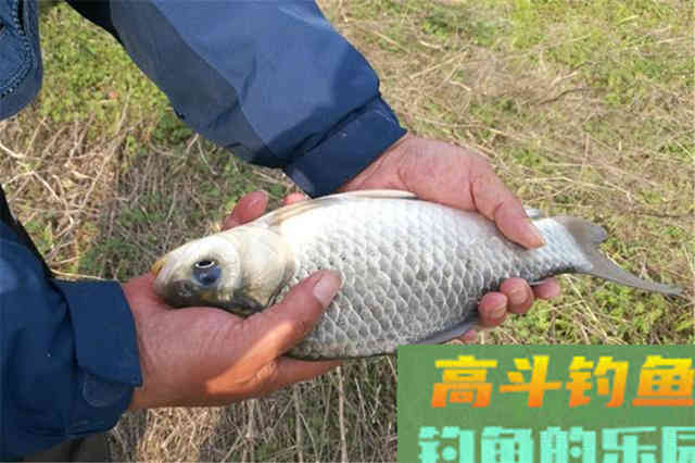 同样是蚯蚓做饵料，为何收获的差异巨大