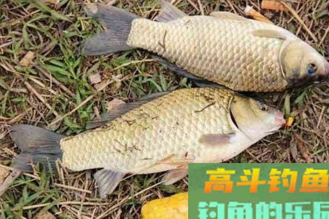 自从饵料加了这玩意，大板鲫不想上钩都挺难