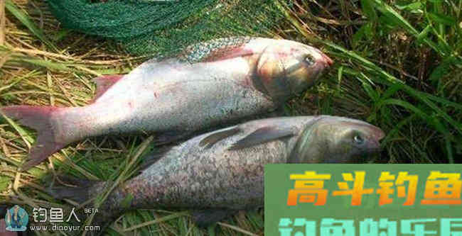 化氏秘籍之手竿钓鲢鳙技巧与饵料配方