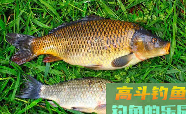 蓝鲫配蓝鲫你用过没，给老三样换个口味搭配