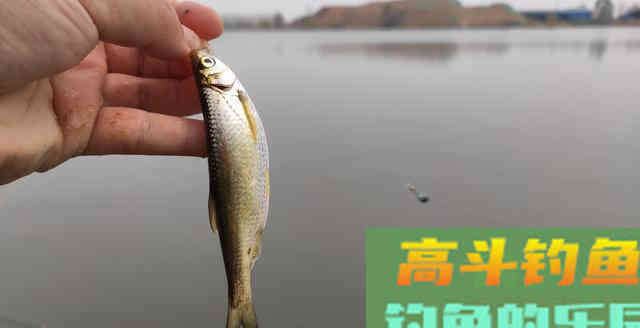 老钓客只用颗粒却多出半数渔获，最后请他抽盒华子
