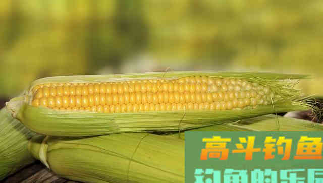 没口先别急着收竿！不妨装上抄网