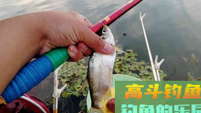 野钓重饵、轻饵如何选？看看老钓友是怎么说的