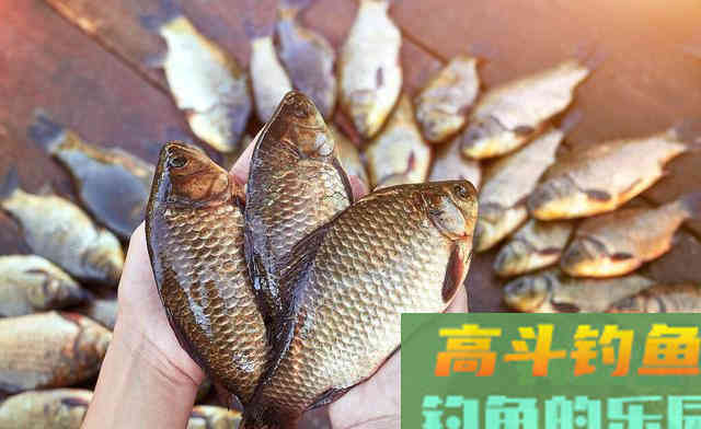 做一款开胃酒米，夏秋野钓真好用