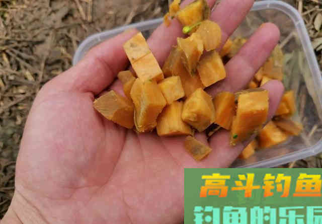 久钓无口，换别人的饵料就上鱼！是什么原因
