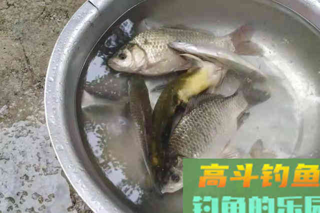 中钩率不高？按我说的调整，每次一扬竿都有鱼