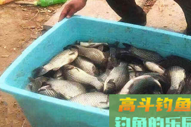 这鲫鱼尿性饵简单又实用，才用一次就过瘾