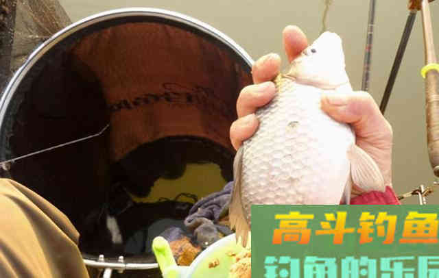 聊聊我跟野战蓝鲫的爱恨情仇