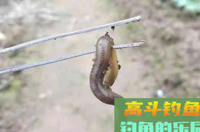 谁说蚯蚓饵过时了？知道这升级版用法的人不多，别泄露哦