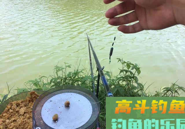长子线钝、短子线灵，野钓该用多长的子线