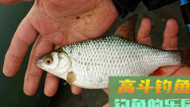 老钓友教你如何钓鲮鱼：掌握这几点，钓鱼不再难