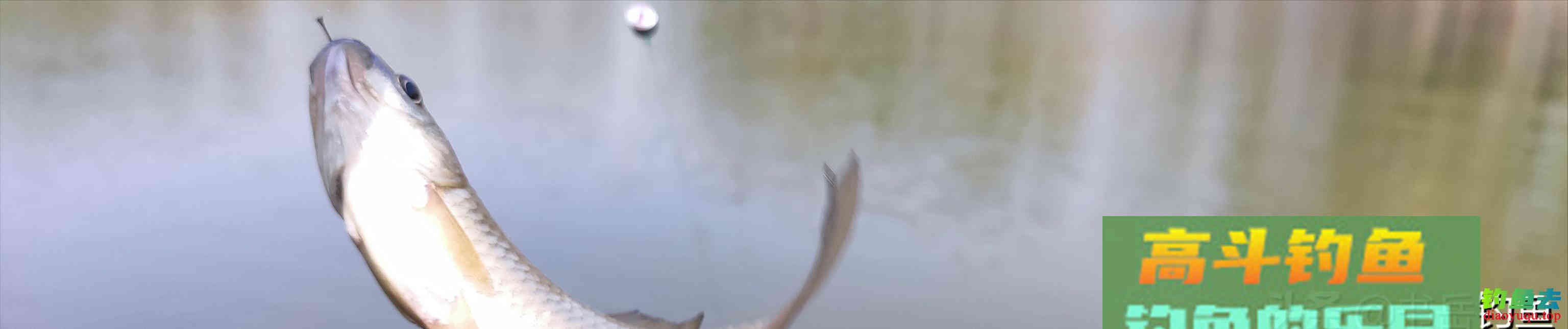 如果使用酒米钓鱼有段位，直接打窝垂钓仅仅是青铜级别