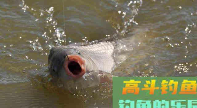 上钩中鱼、下钩中鱼哪个更好？现在才明白
