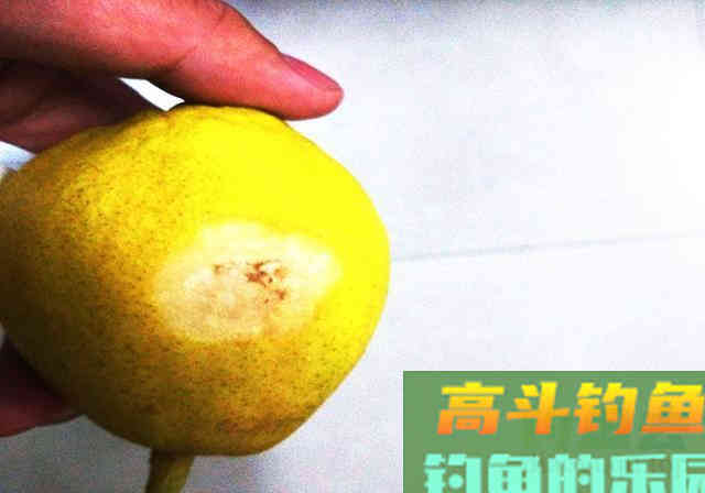 突发奇想，用水果做窝料，半日渔获11斤，适合高温天使用