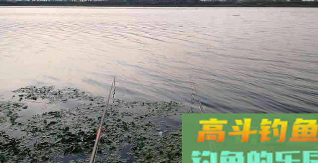 老钓友告诉你：记住这几招，浅水一样钓大鱼