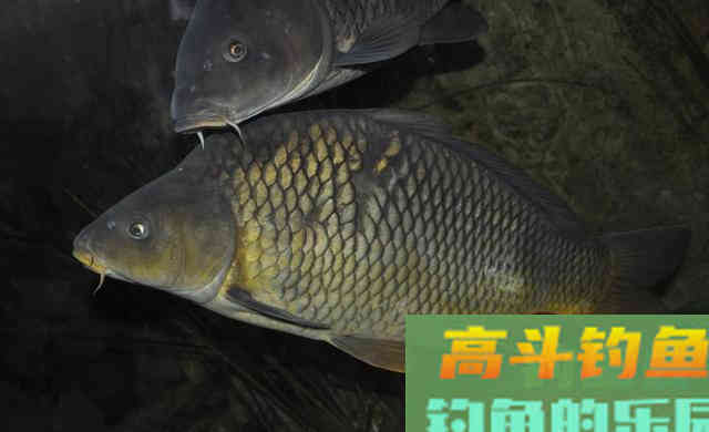 鲤鱼几月份开口吃玉米?我来告诉你 鲤鱼几月份开口吃玉米?我来告诉你