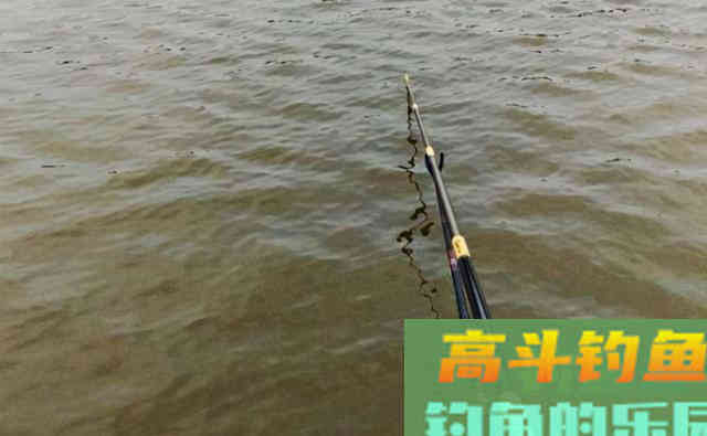 饵料拉大球有秘密，他们都加入了这些神秘颗粒