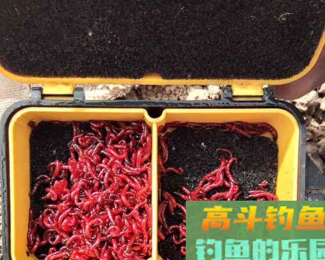 红虫和商品饵哪个效果更好