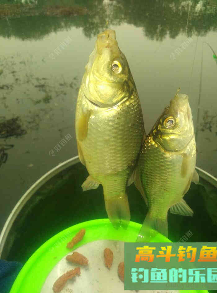 [春季放流]江湖猎人饵料，果然名不虚传