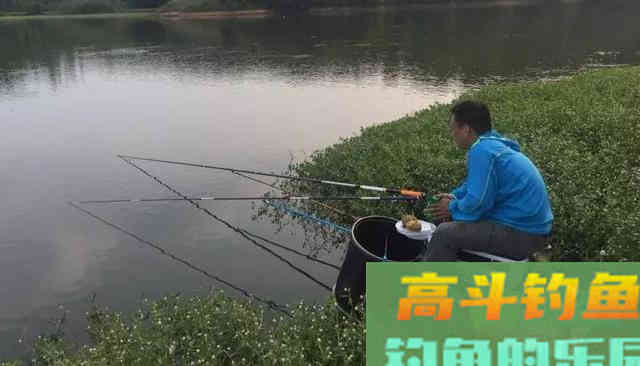 根据鱼情开饵料，千万不要迷信一种饵料状态