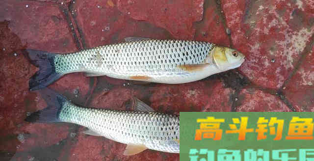 单一用饵是你空军的核心！开饵思路稍作调整