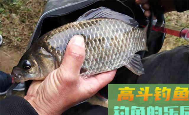 冬季钓鱼，打窝之前做这步，加速发窝