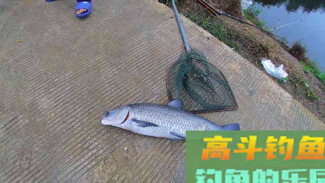 手竿钓颗粒攻略，小鱼咬不到大鱼跑不掉