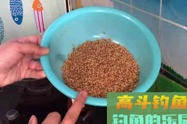 到了伏天，这类饵料才最实用