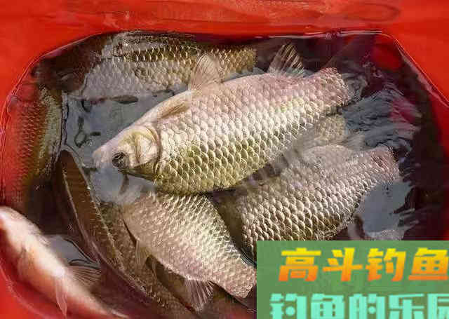春季钓鱼打窝要慎重，很容易打死，根据钓况灵活调整